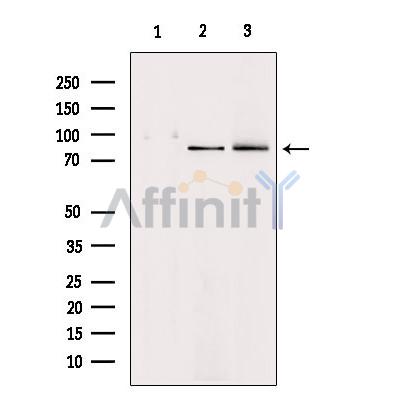 Валидация Affinity DF6326 - 17650
