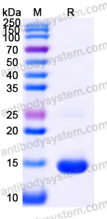 YHF46102, SDS-PAGE