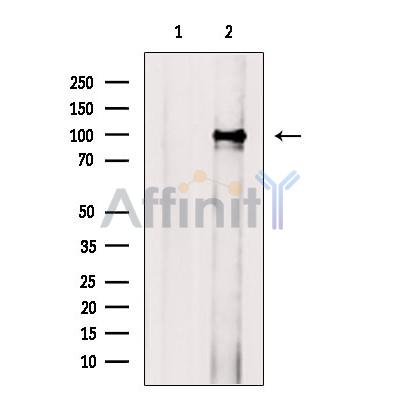 Валидация Affinity DF7074 - 18712