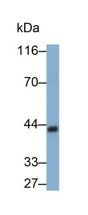 27409