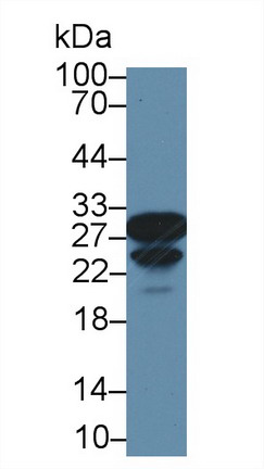 8513
