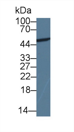 14861