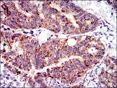 Валидация AntibodySystem RHG07502