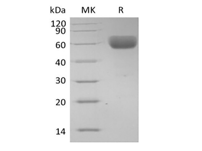 Валидация Elabscience PKSH034034(4265)