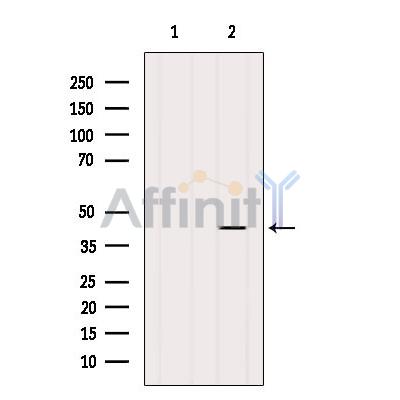 Валидация Affinity DF9274 - 21718
