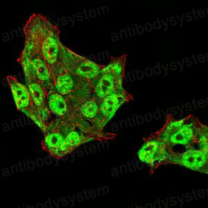 Валидация IF - AntibodySystem RHG65802