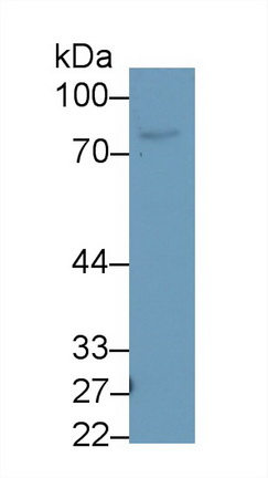 9386