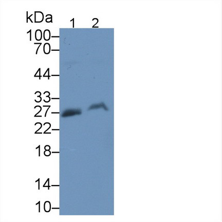 19004
