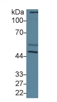 10261
