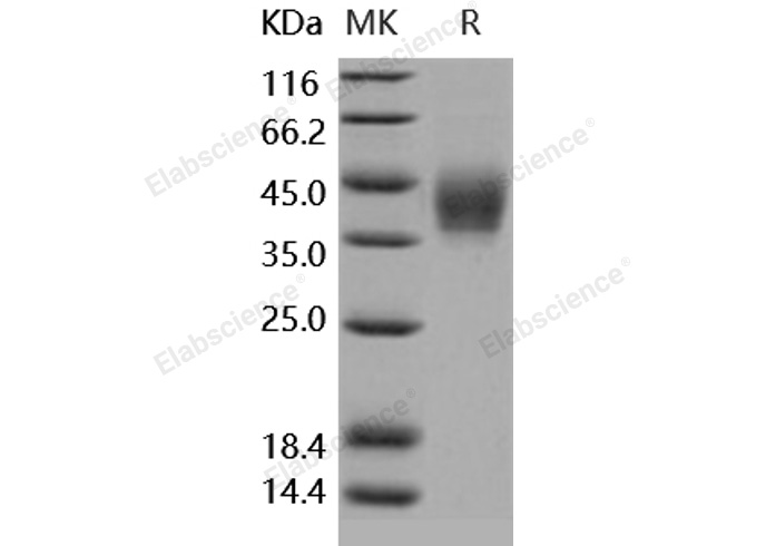 Валидация Elabscience PKSH031704(2347)
