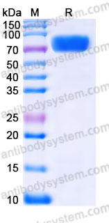 EHC02301, SDS-PAGE