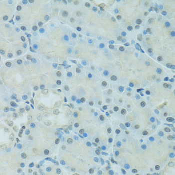 Валидация Elabscience E-AB-64040
