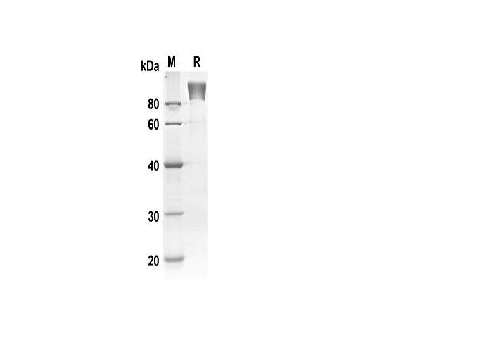 Валидация Elabscience PDMH100293(905)