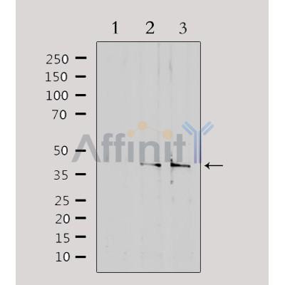 Валидация Affinity DF4266 - 15662