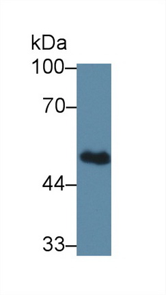 14121