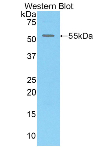 38684