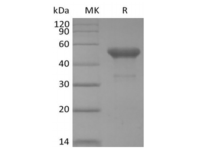 Валидация Elabscience PKSH034031(4261)