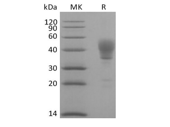 Валидация Elabscience PKSH033968(4198)