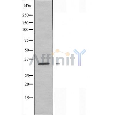 Валидация Affinity AF5251 - 2754