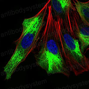 Валидация IF - AntibodySystem RHE21502