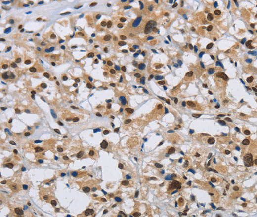 Валидация Elabscience E-AB-13334