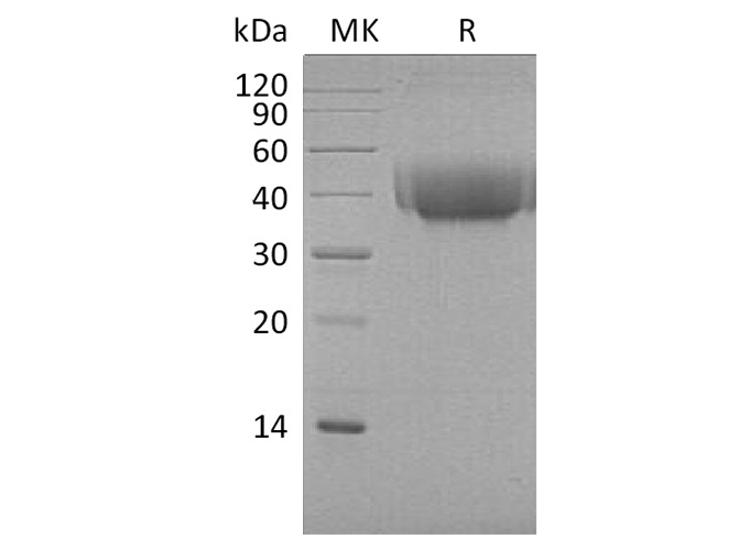 Валидация Elabscience PKSQ050029(5401)