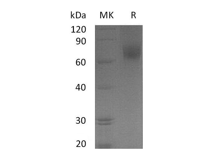 Валидация Elabscience PKSH033278(3616)