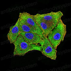 Валидация IF - AntibodySystem RHA00604 (4)
