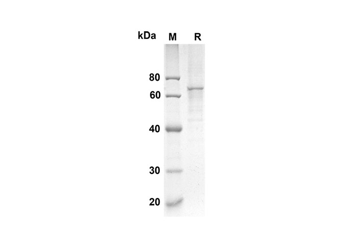 Валидация Elabscience PDMM100089(1059)