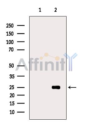 Валидация Affinity DF8826 - 20888