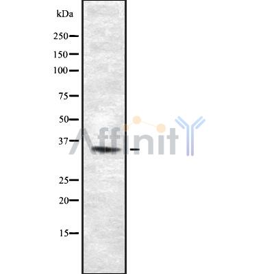 Валидация Affinity DF8686 - 20660