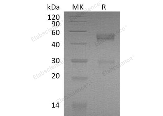 Валидация Elabscience PKSM041114(5031)