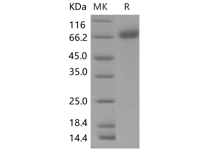 Валидация Elabscience PKSM040478(4473)