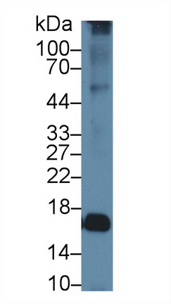 13521