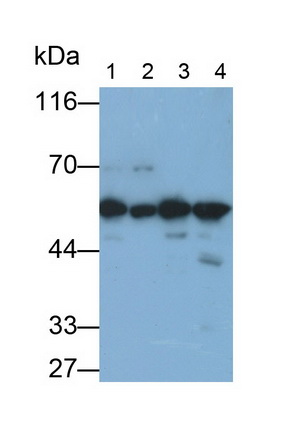 26883