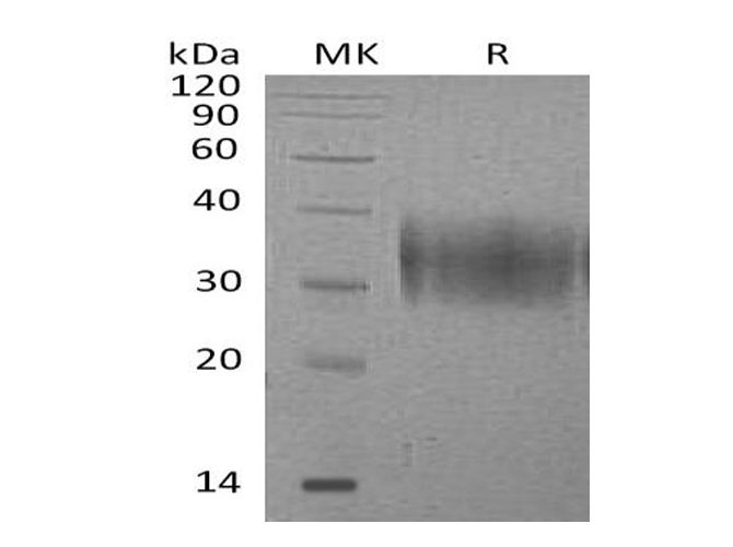 Валидация Elabscience PKSM041125(5042)