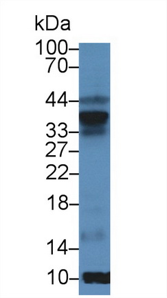 12927