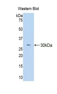 47950