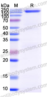 Валидация AntibodySystem EVV00101