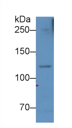10517