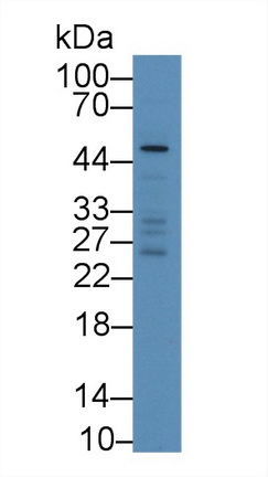 12901