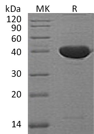 Валидация Elabscience PKSM041232(5135)