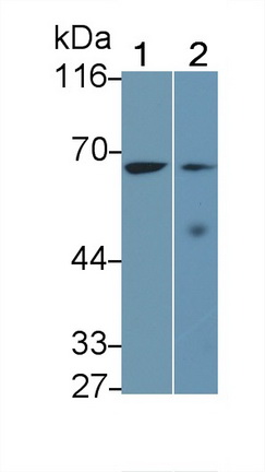 9808