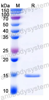 Валидация SDS-PAGE - AntibodySystem RZZ01822