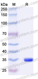YHF69102, SDS-PAGE