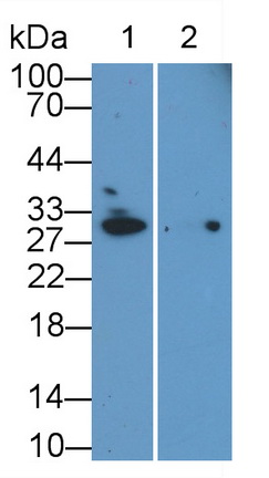 52564