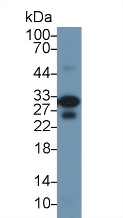 10296