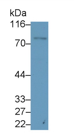 38496