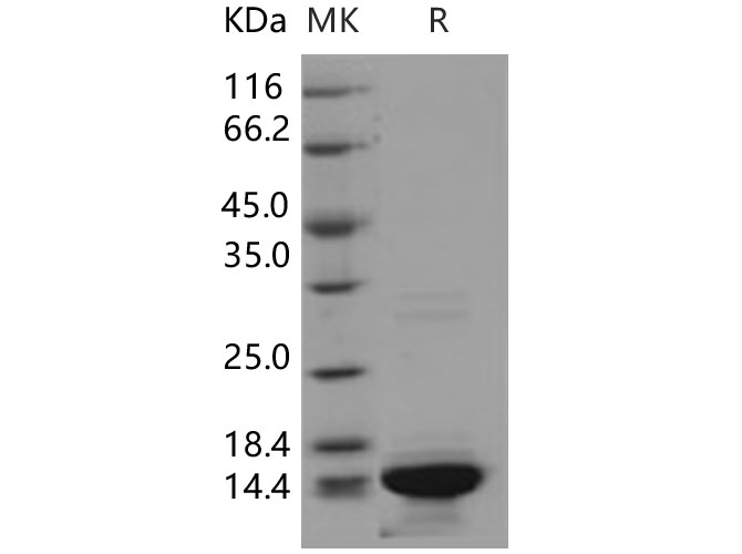 Валидация Elabscience PKSH031352(2079)
