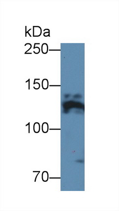 12421